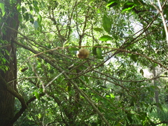 Glochidion ferdinandi