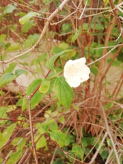Philadelphus coronarius