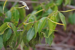 Landolphia camptoloba