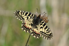 Zerynthia polyxena