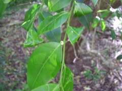 Glochidion ferdinandi