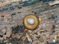 Humaria hemisphaerica