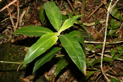 Pollia macrophylla