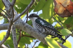 Chrysococcyx caprius