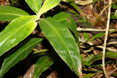 Pollia macrophylla