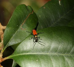 Chauliognathus flavipennis
