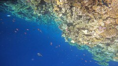 Pseudanthias squamipinnis