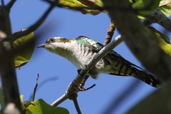 Chrysococcyx caprius