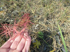 Dracocephalum ruyschiana