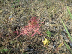 Dracocephalum ruyschiana