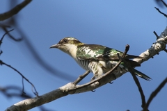 Chrysococcyx caprius