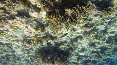 Chaetodon austriacus