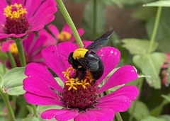 Xylocopa aestuans