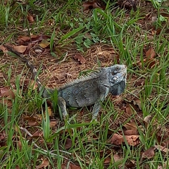 Iguana iguana