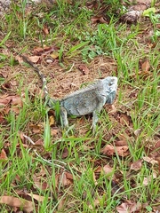 Iguana iguana