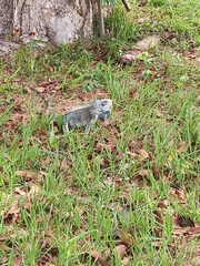 Iguana iguana