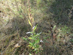 Artemisia integrifolia