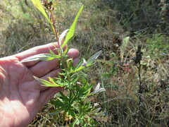 Artemisia integrifolia