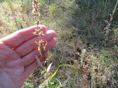 Artemisia integrifolia