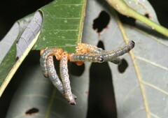 Tenthredinoidea