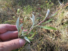 Artemisia integrifolia