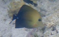 Zebrasoma scopas