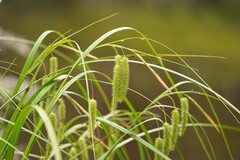 Carex fascicularis