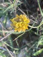 Listia heterophylla