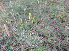 Melilotus suaveolens