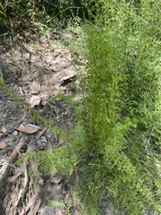 Lindsaea microphylla