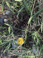 Listia heterophylla