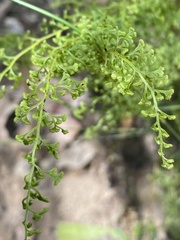 Lindsaea microphylla