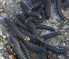 Perga affinis