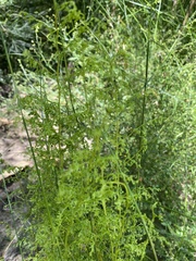 Lindsaea microphylla