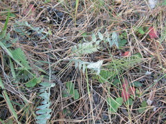 Oxytropis strobilacea