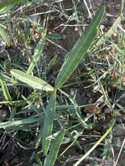 Listia heterophylla