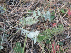 Oxytropis strobilacea