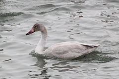 Cygnus columbianus bewickii