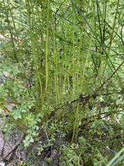 Lindsaea microphylla