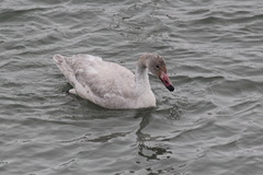 Cygnus columbianus bewickii