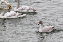 Cygnus columbianus bewickii