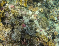 Acanthuridae
