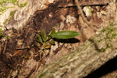 Dendrobium tetragonum