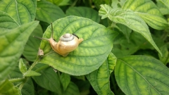 Gastropoda