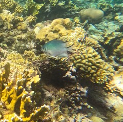 Amblyglyphidodon indicus