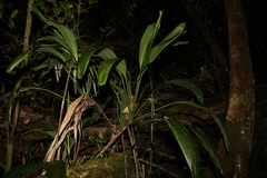 Cordyline petiolaris