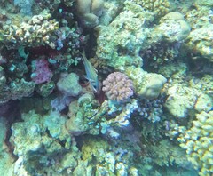 Neoniphon sammara