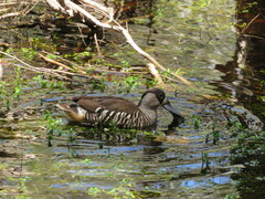 Malacorhynchus membranaceus