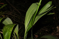 Cordyline petiolaris