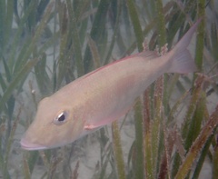 Lethrinus harak